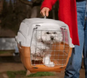 Un cane di piccola taglio bianco all'interno del trasportino tenuto dalla sua padrona Un cane di piccola taglio bianco all'interno del trasportino tenuto dalla sua padrona