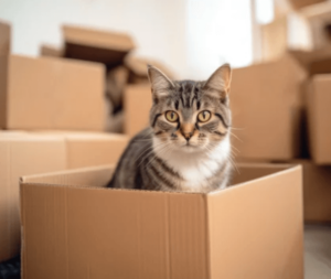 Un gatto all'interno di una scatola da trasloco