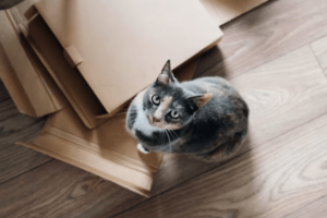 Un gatto seduto su dei scatoloni chiusi 