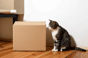 gatti trasloco gatti trasloco