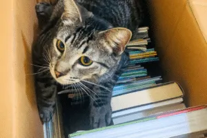traslocare con un gatto traslocare con un gatto