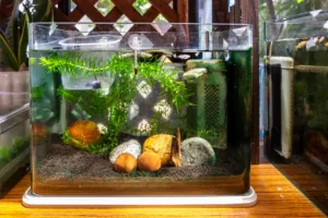 trasferimento acquario marino