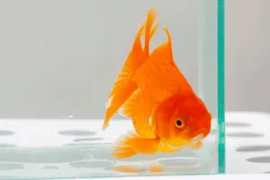trasporto acquario marino