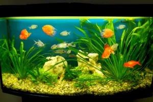 trasloco acquario marino