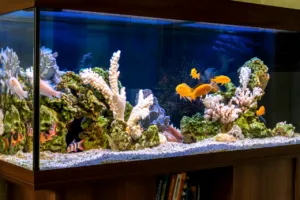 trasloco acquario marino